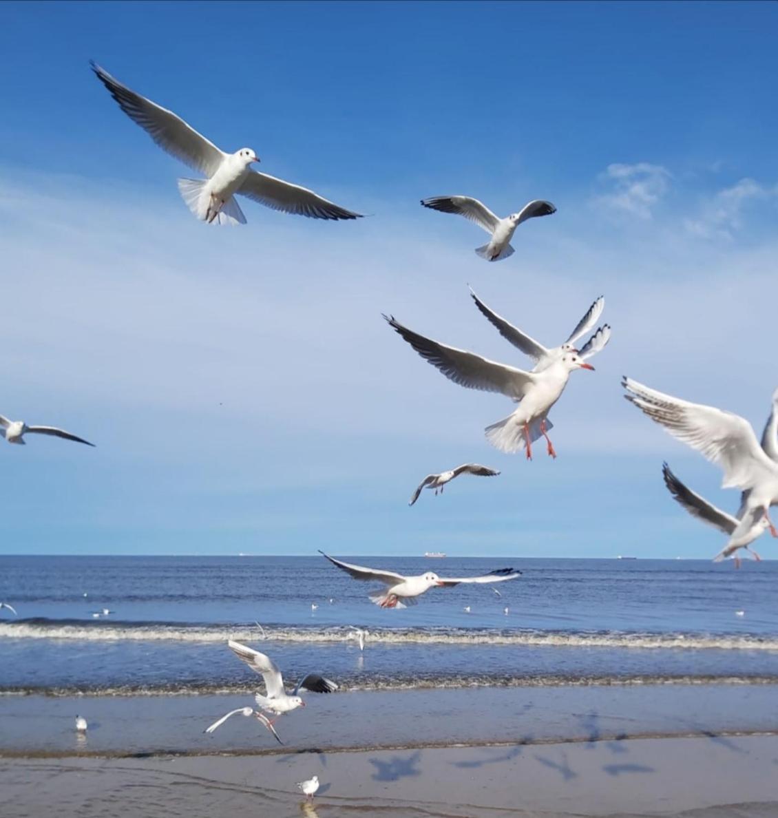Lange Am Meer 塞巴特黑灵斯多夫 外观 照片